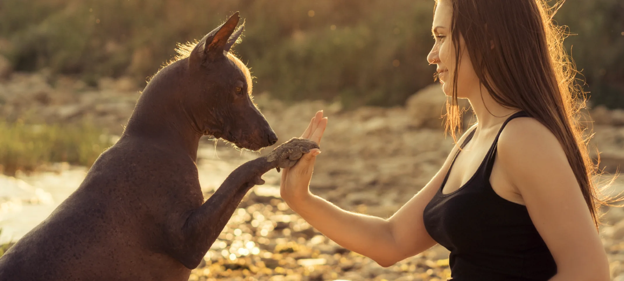 Brown short haired dog is giving a high-five to a lady sitting cross legged on a beach.